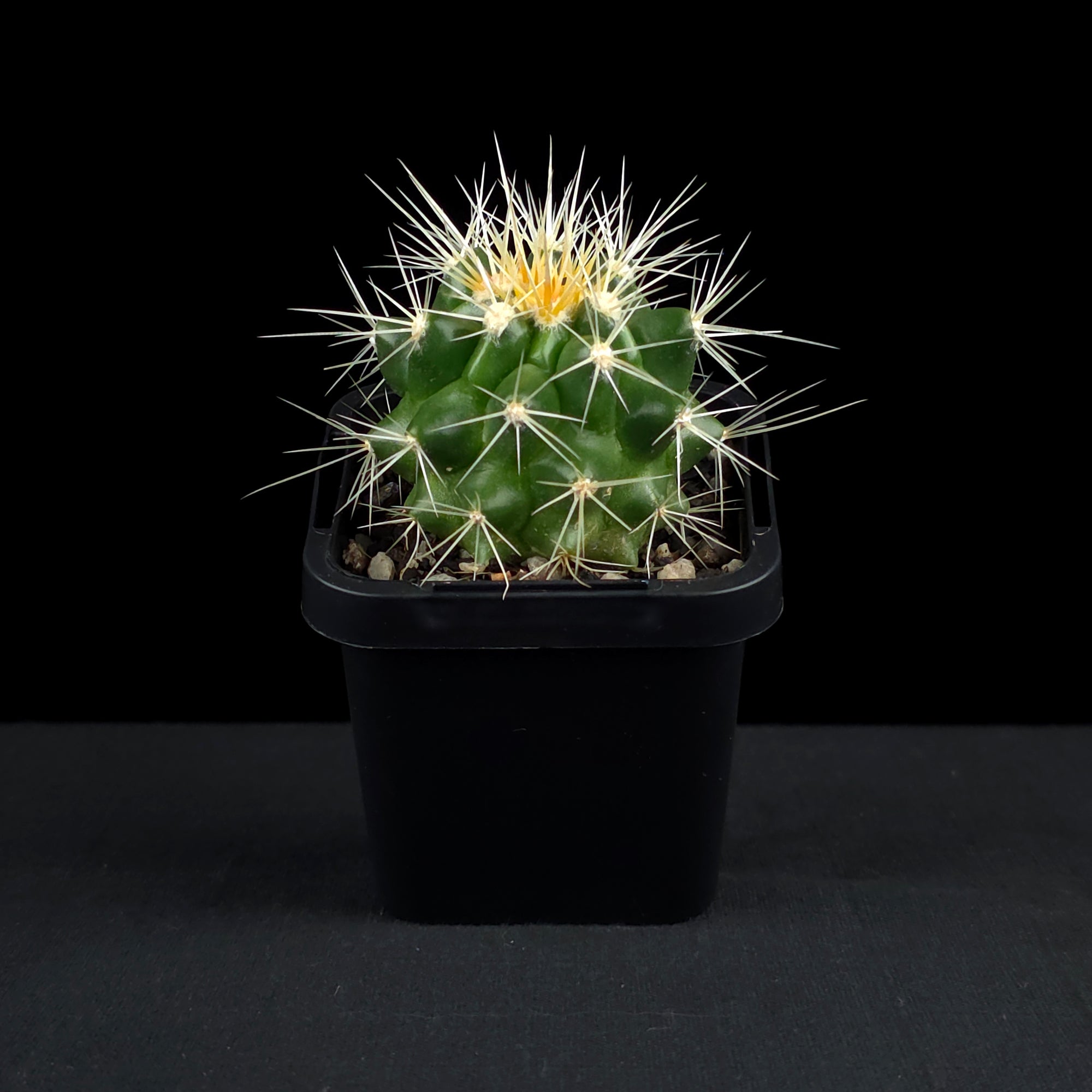 Echinocactus grusonii - Golden Barrel Cactus