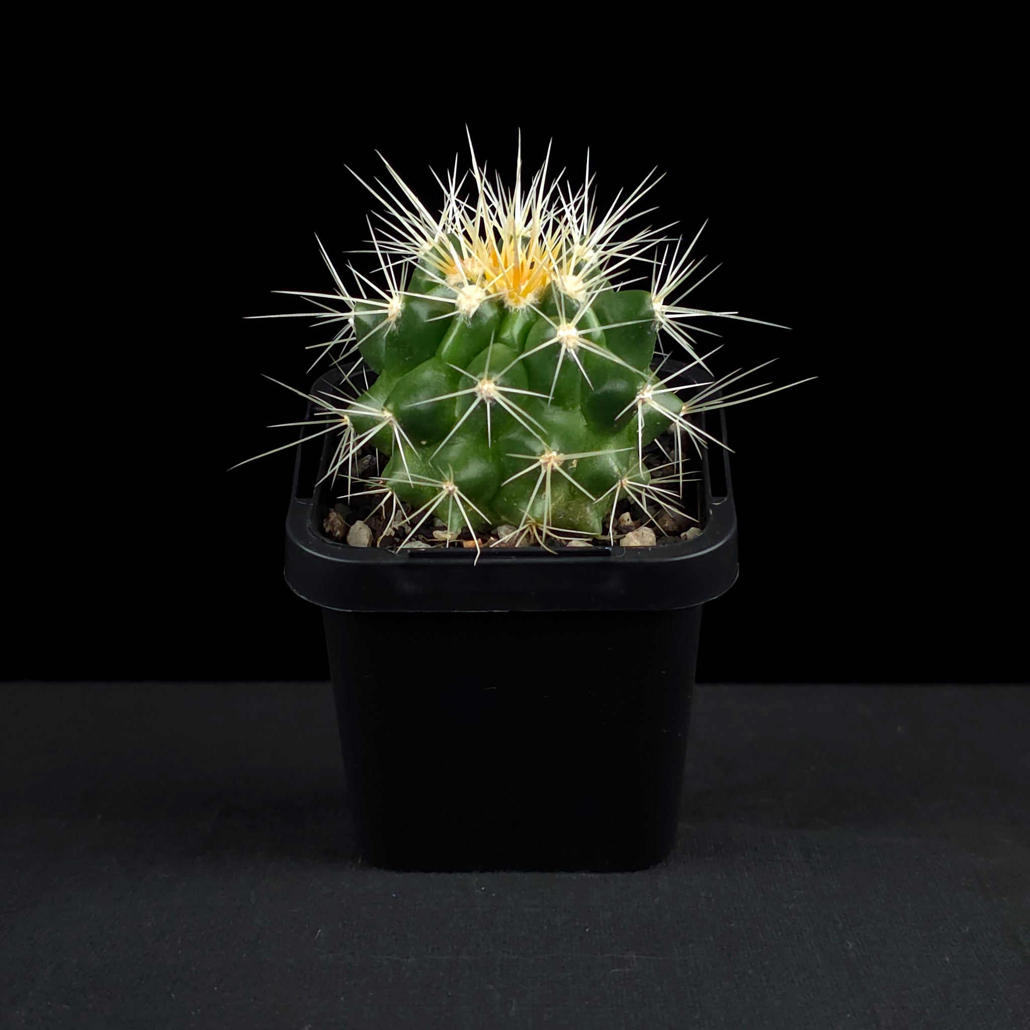 Echinocactus grusonii - Golden Barrel Cactus