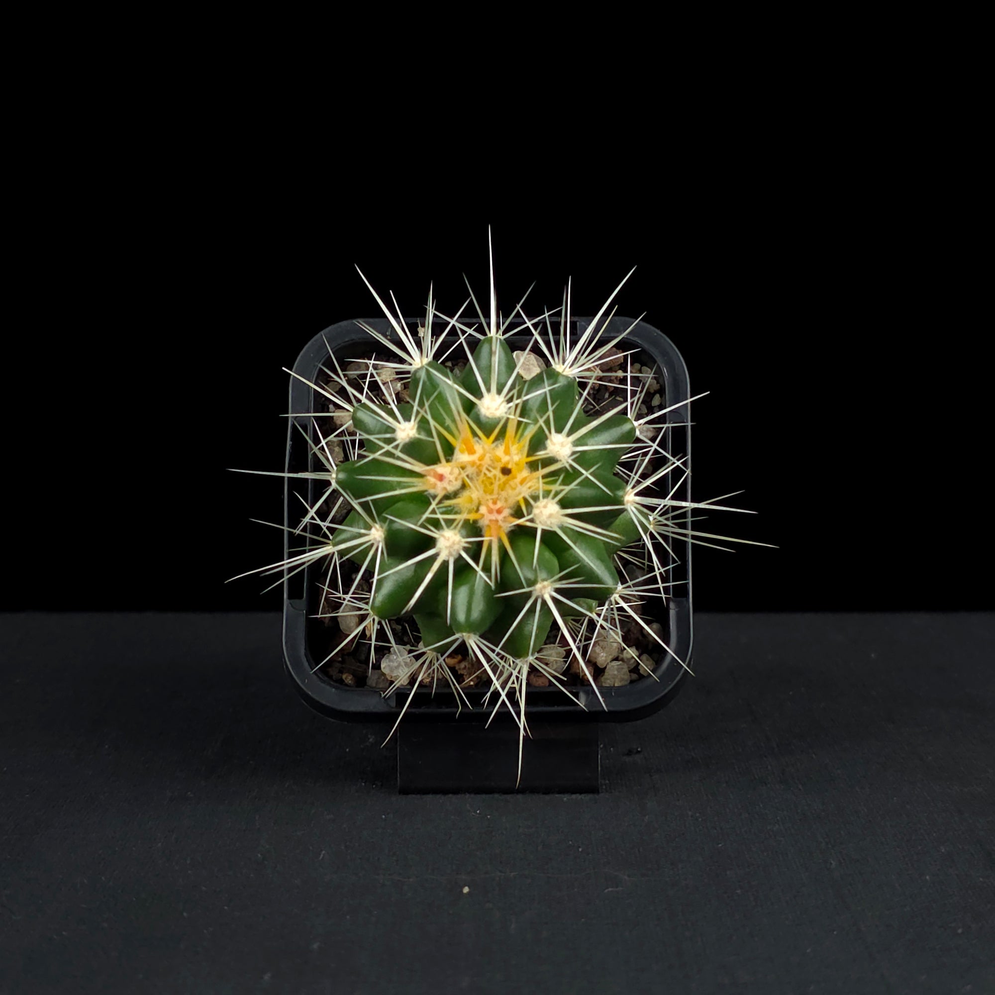 Echinocactus grusonii - Golden Barrel Cactus