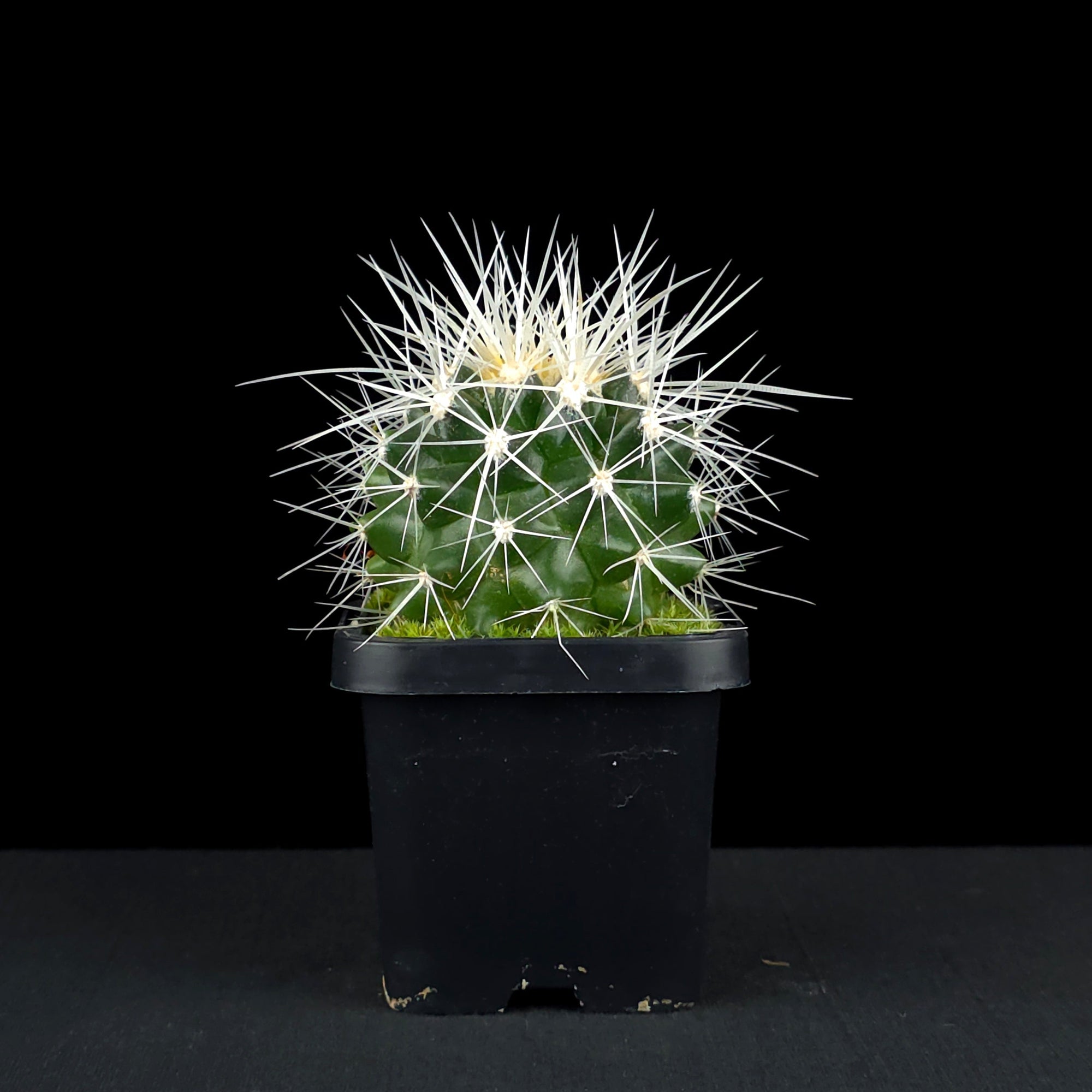 Echinocactus grusonii 'White Form' - White-Spined Barrel Cactus