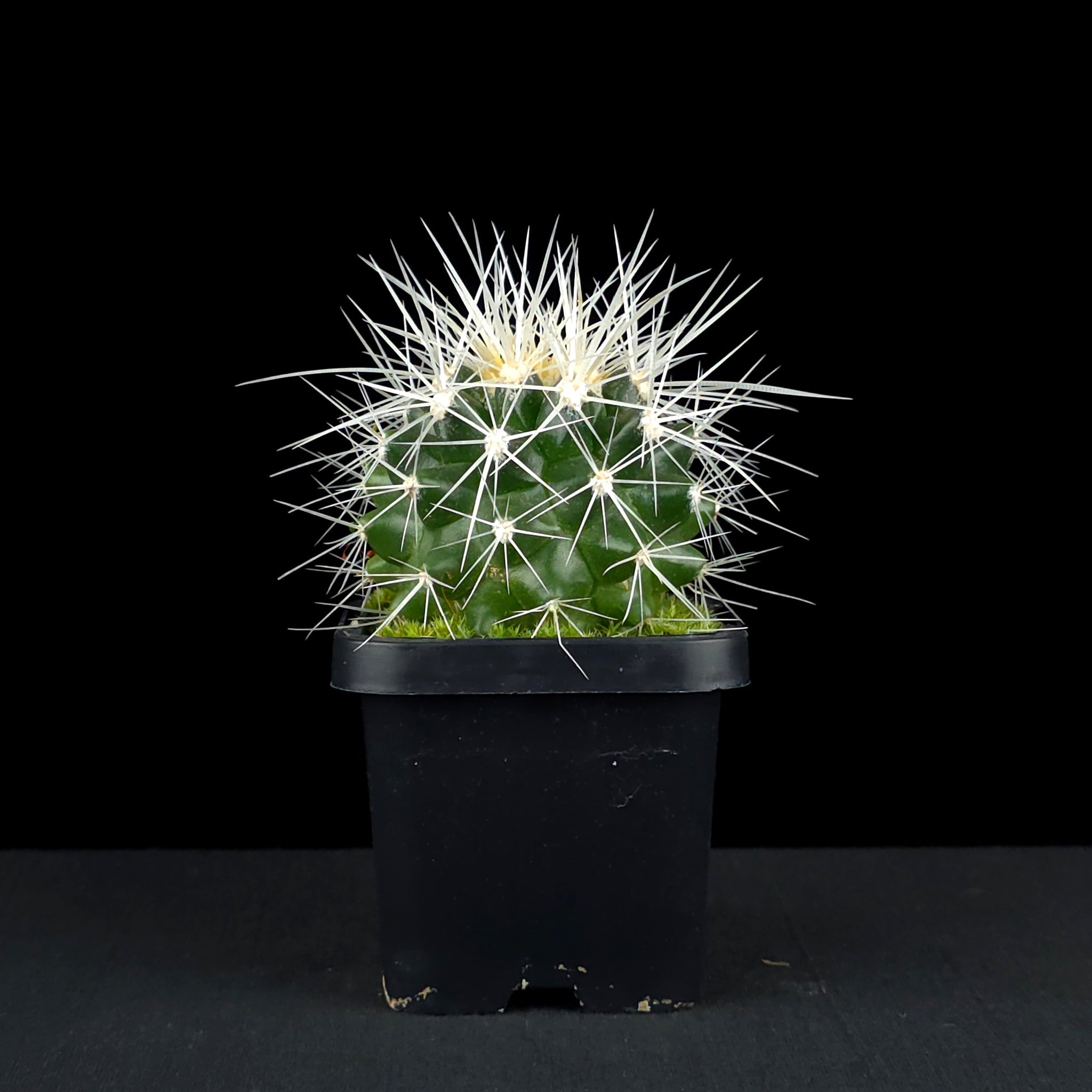 Echinocactus grusonii 'White Form' - White-Spined Barrel Cactus