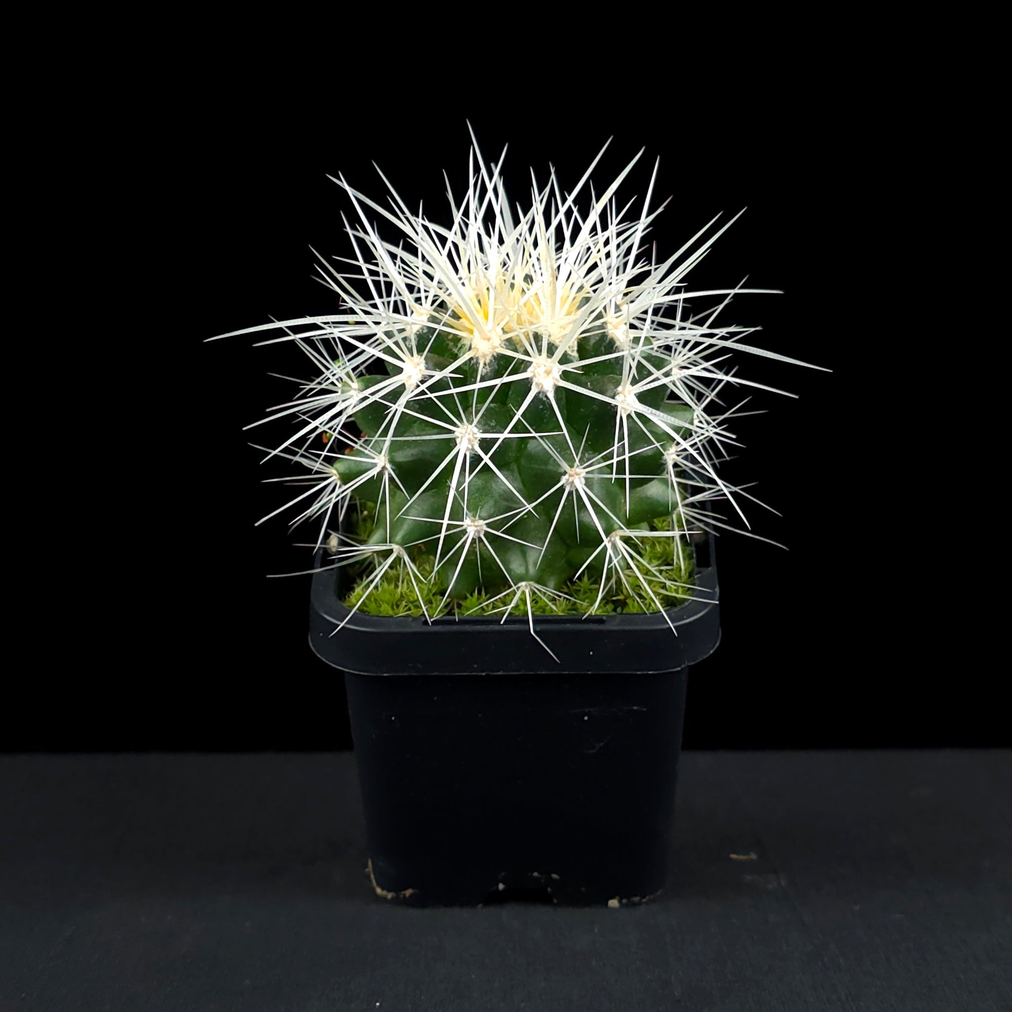 Echinocactus grusonii 'White Form' - White-Spined Barrel Cactus