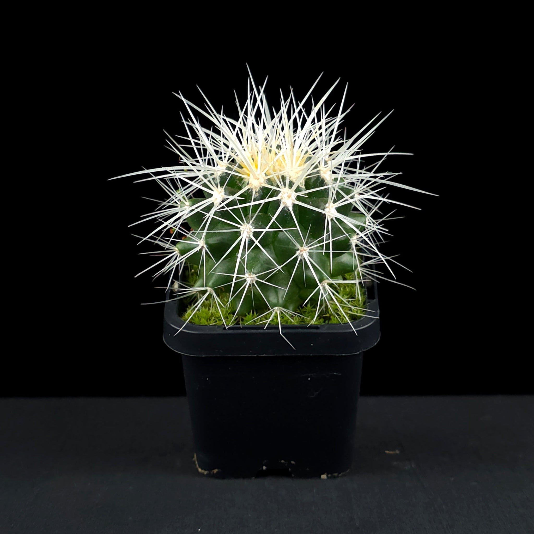 Echinocactus grusonii 'White Form' - White-Spined Barrel Cactus