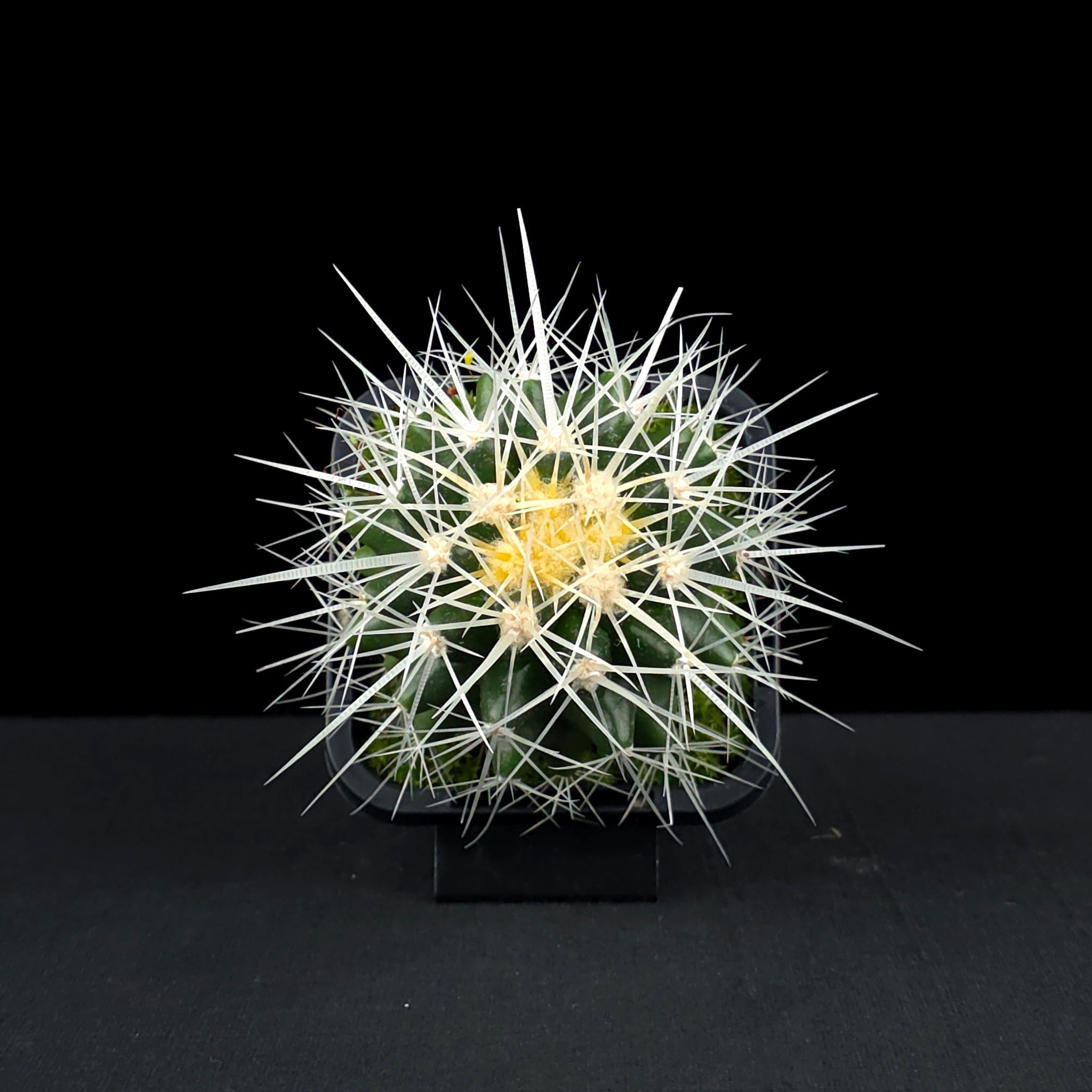 Echinocactus grusonii 'White Form' - White-Spined Barrel Cactus