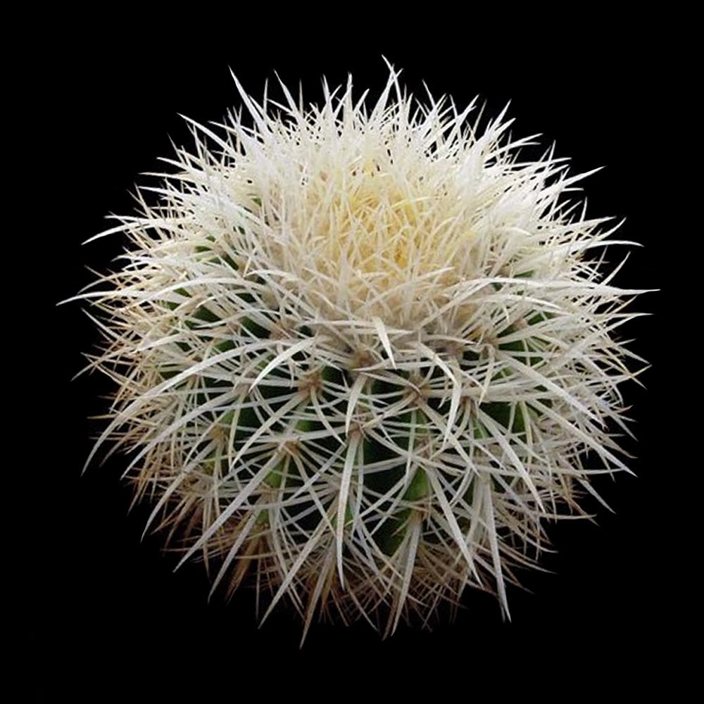 Echinocactus grusonii 'White Form' – Stunning White-Spined Barrel Cactus