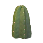 Echinocereus gentryi