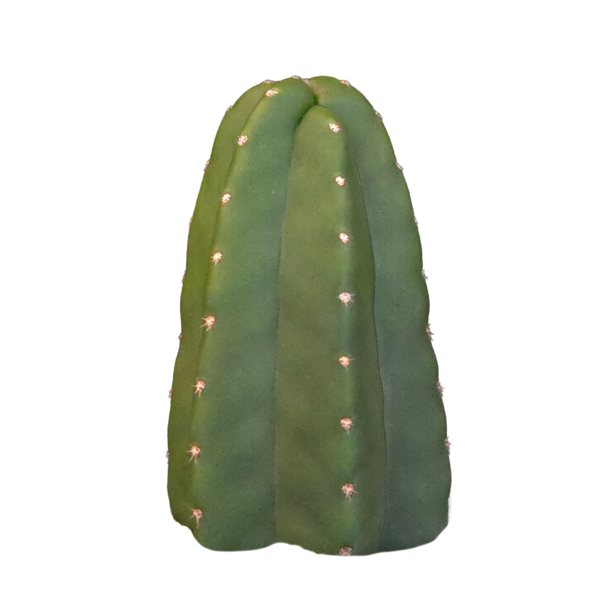Echinocereus gentryi