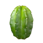 Echinocereus morricalii (syn. viereckii)