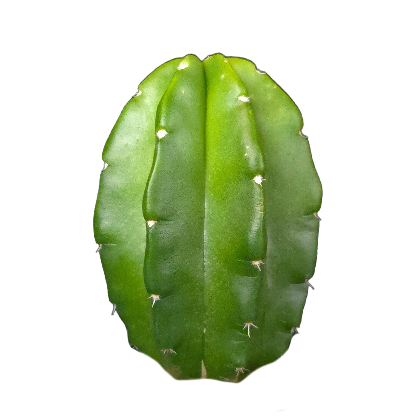 Echinocereus morricalii (syn. viereckii)