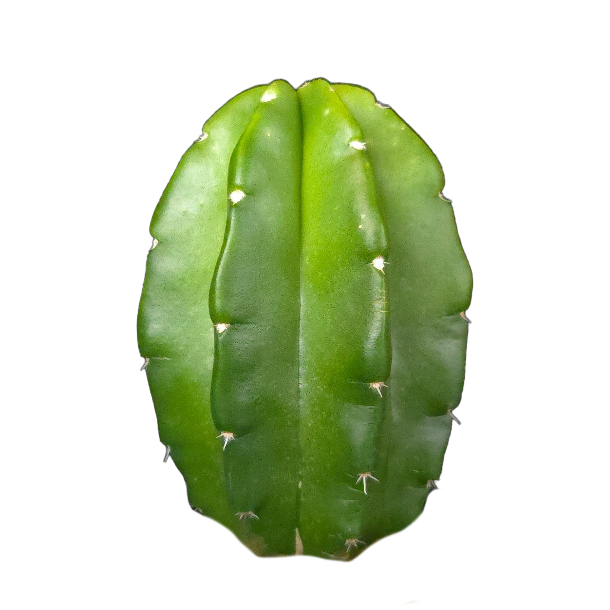 Echinocereus morricalii (syn. viereckii)