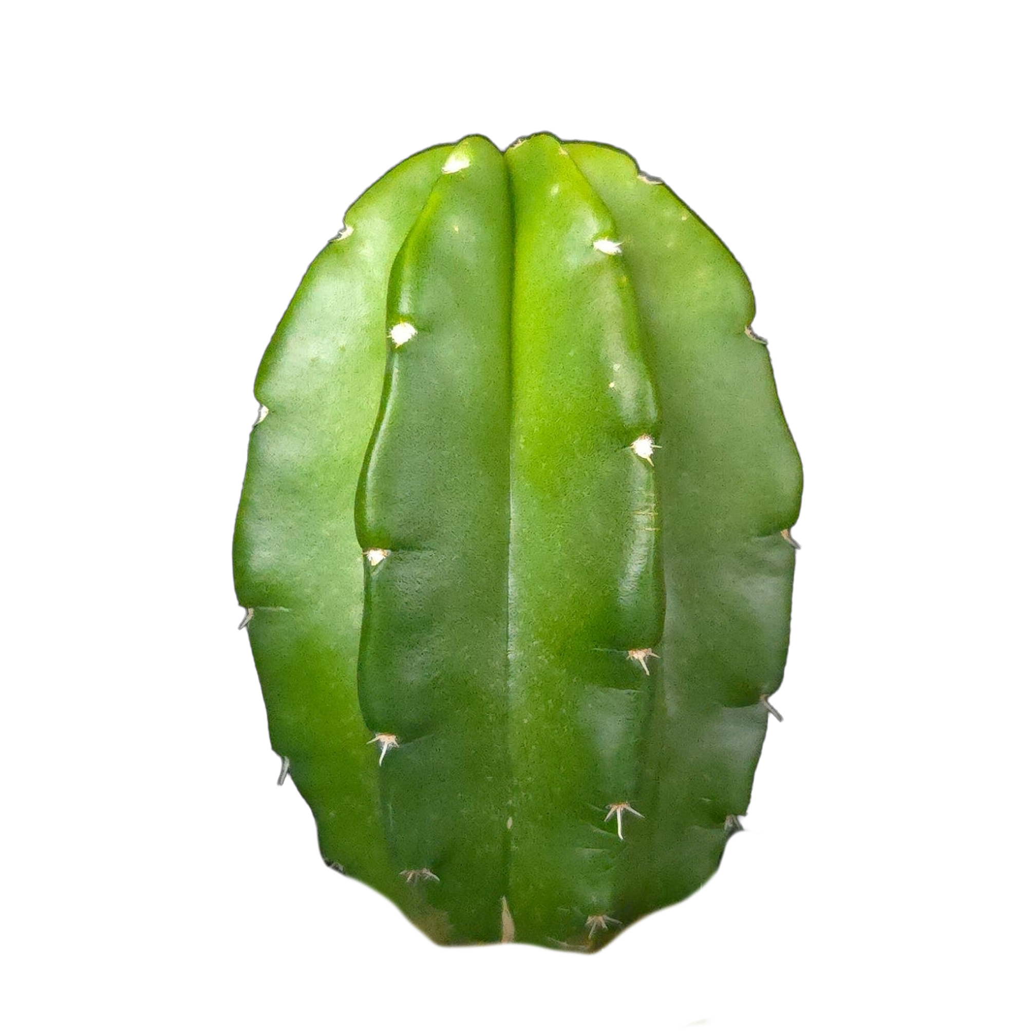 Echinocereus morricalii (syn. viereckii)