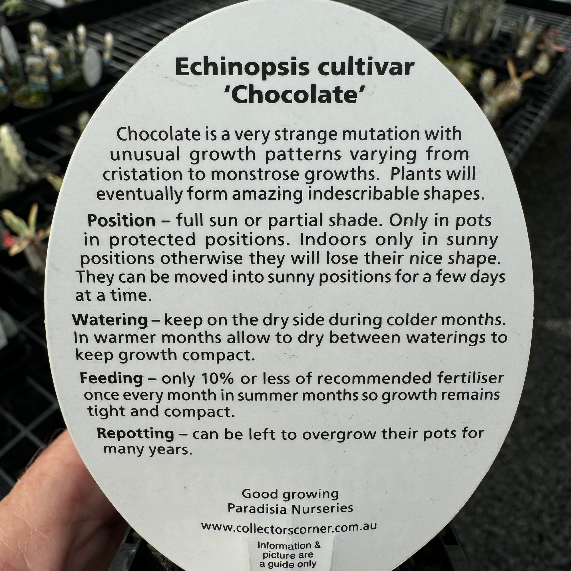 Echinopsis-Chocolate-Tag-Back