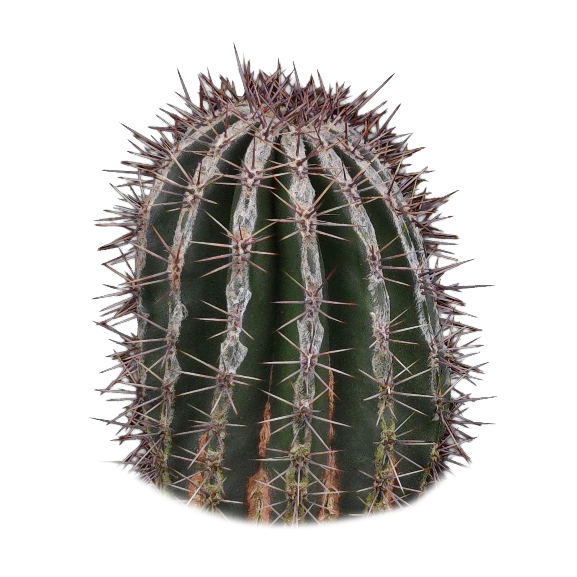 Echinopsis 'Haku-jo'