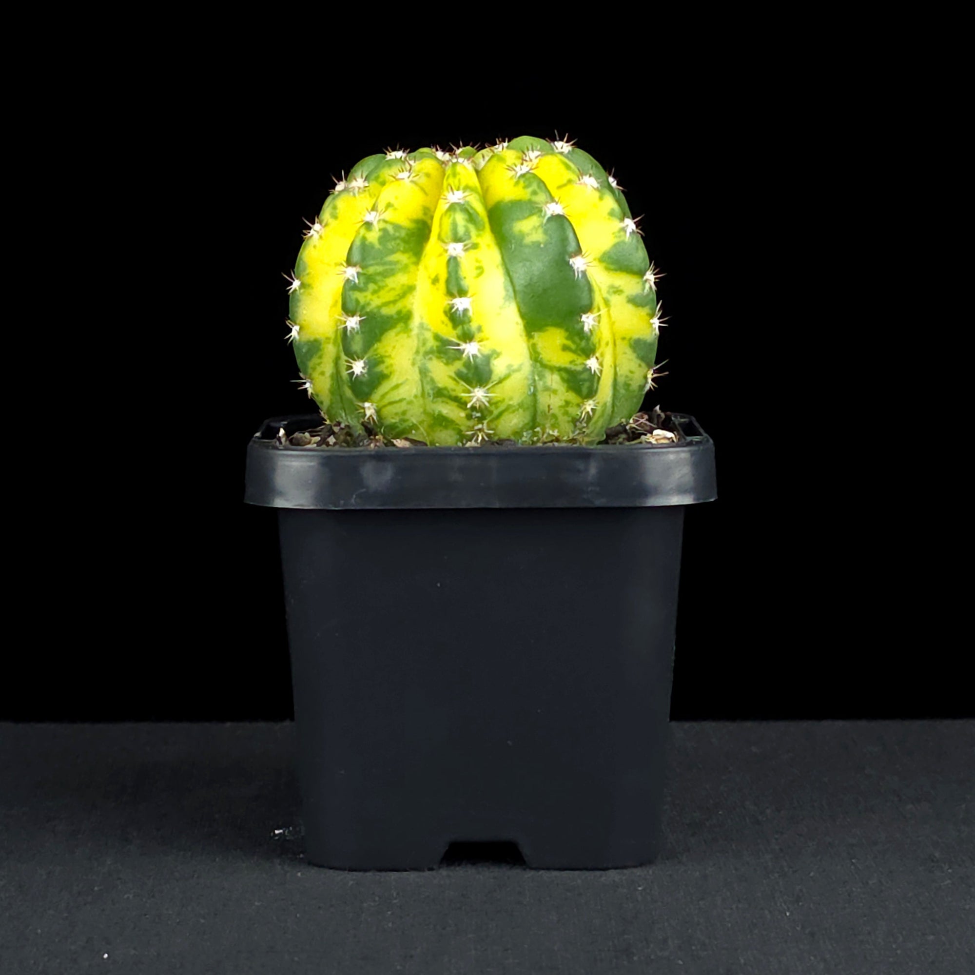 Echinopsis 'Sunrise'