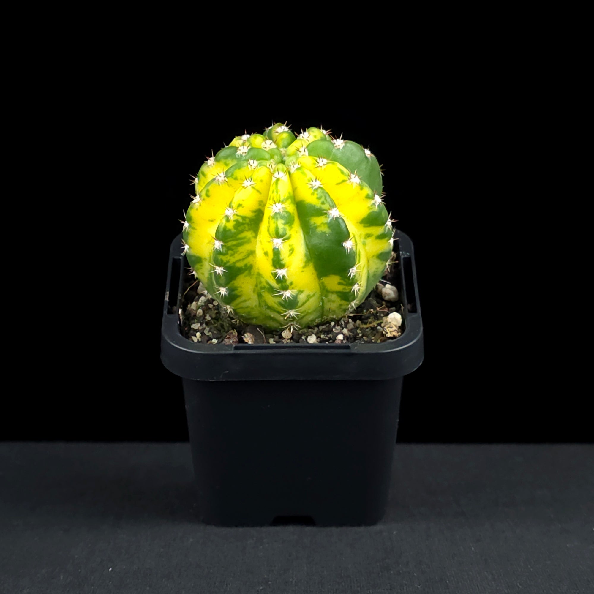 Echinopsis 'Sunrise'