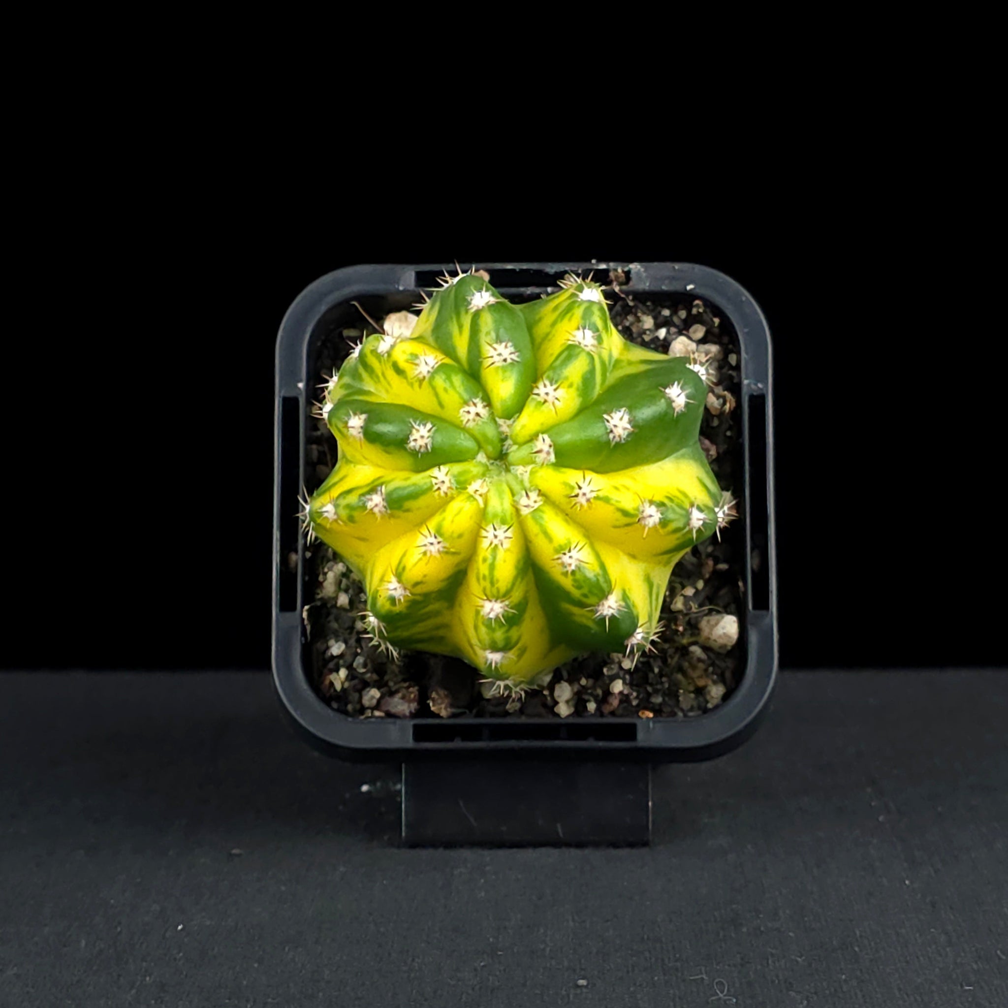 Echinopsis 'Sunrise'