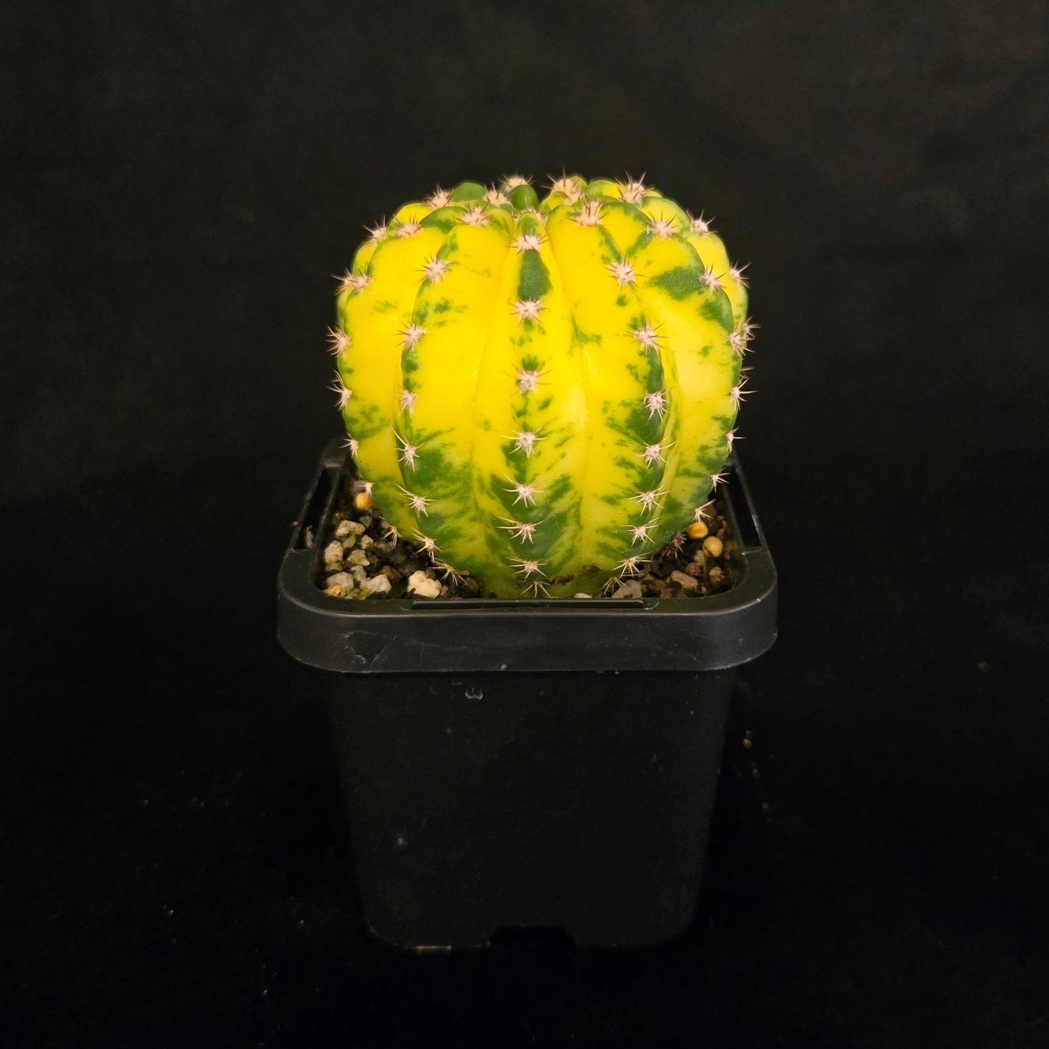 Echinopsis-cv-Sunrise-Plant-2
