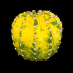 Echinopsis-cv-Sunrise