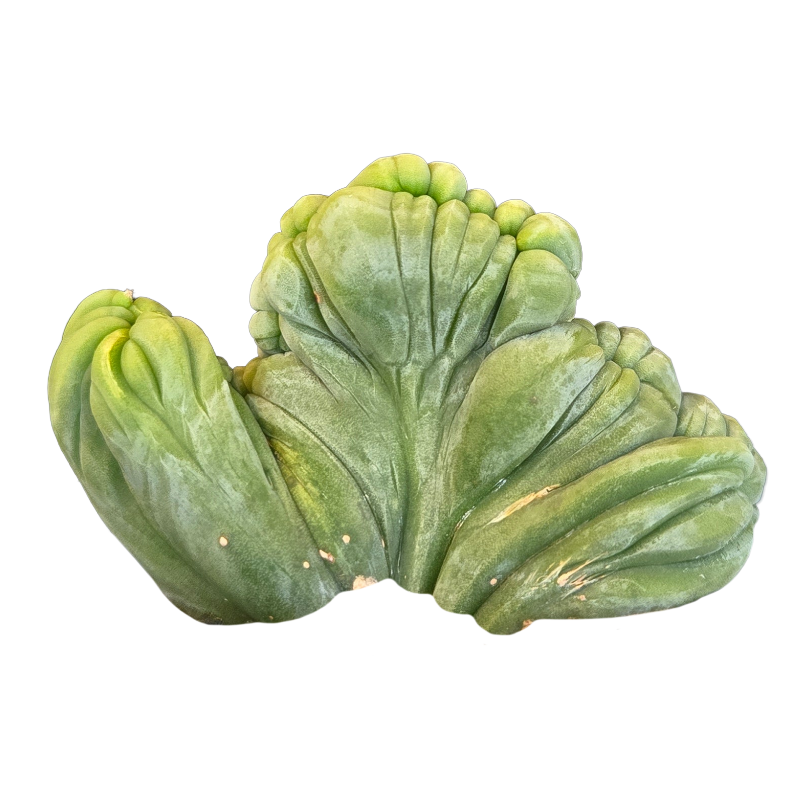 Echinopsis lageniformis f. monstrosa cristata 'TBMC' (Syn. trichocereus bridgesii)