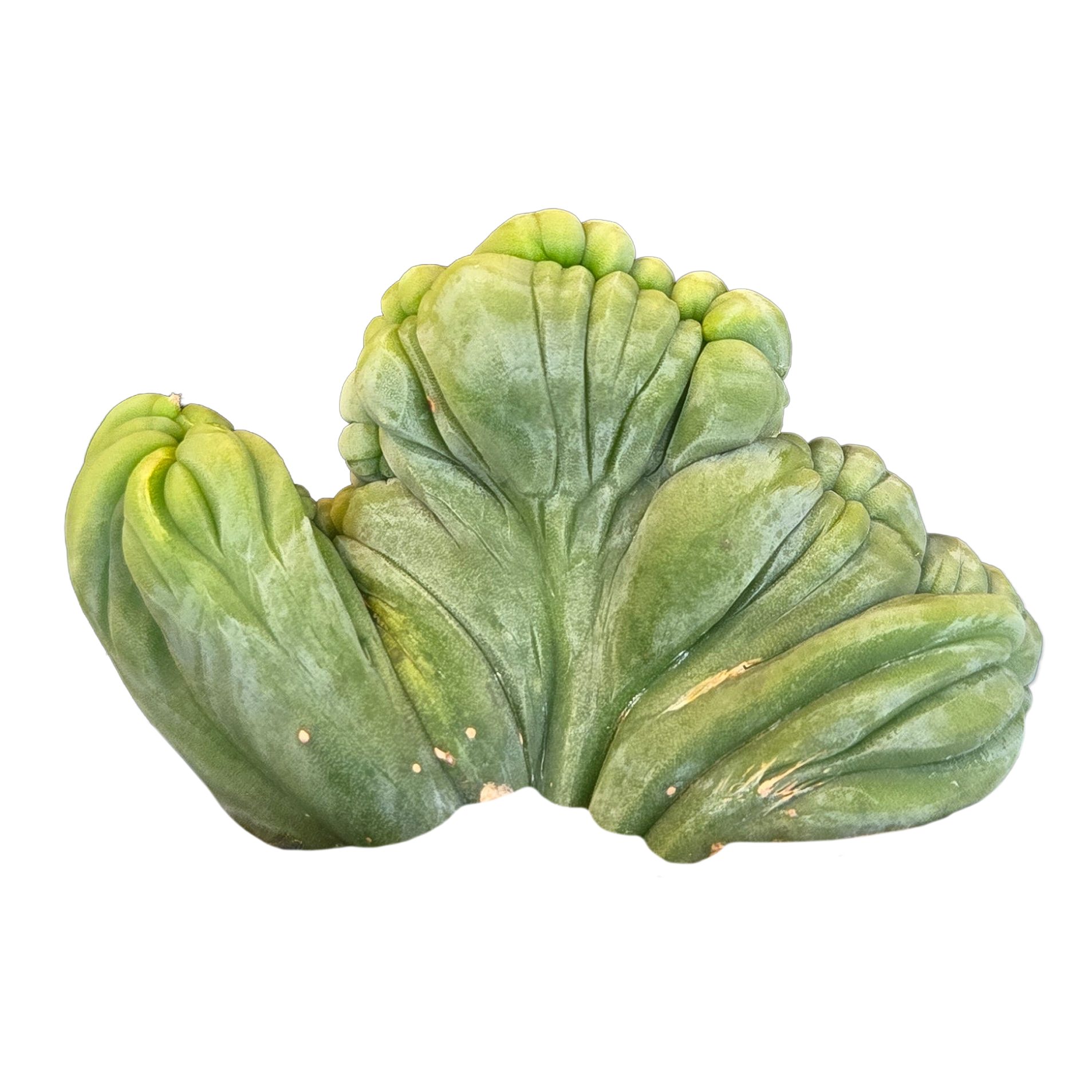 Echinopsis lageniformis f. monstrosa cristata 'TBMC' (Syn. trichocereus bridgesii)