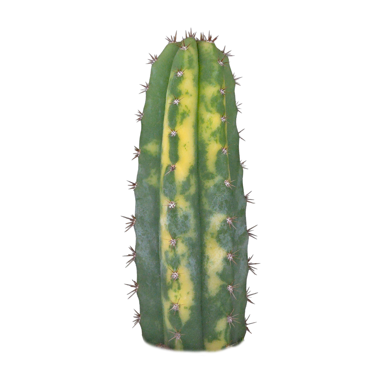 Echinopsis peruvianus f. variegata (syn. Echinopsis macrogona)