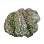 Echinopsis subdenudata f. cristata ‘Tight Crest’