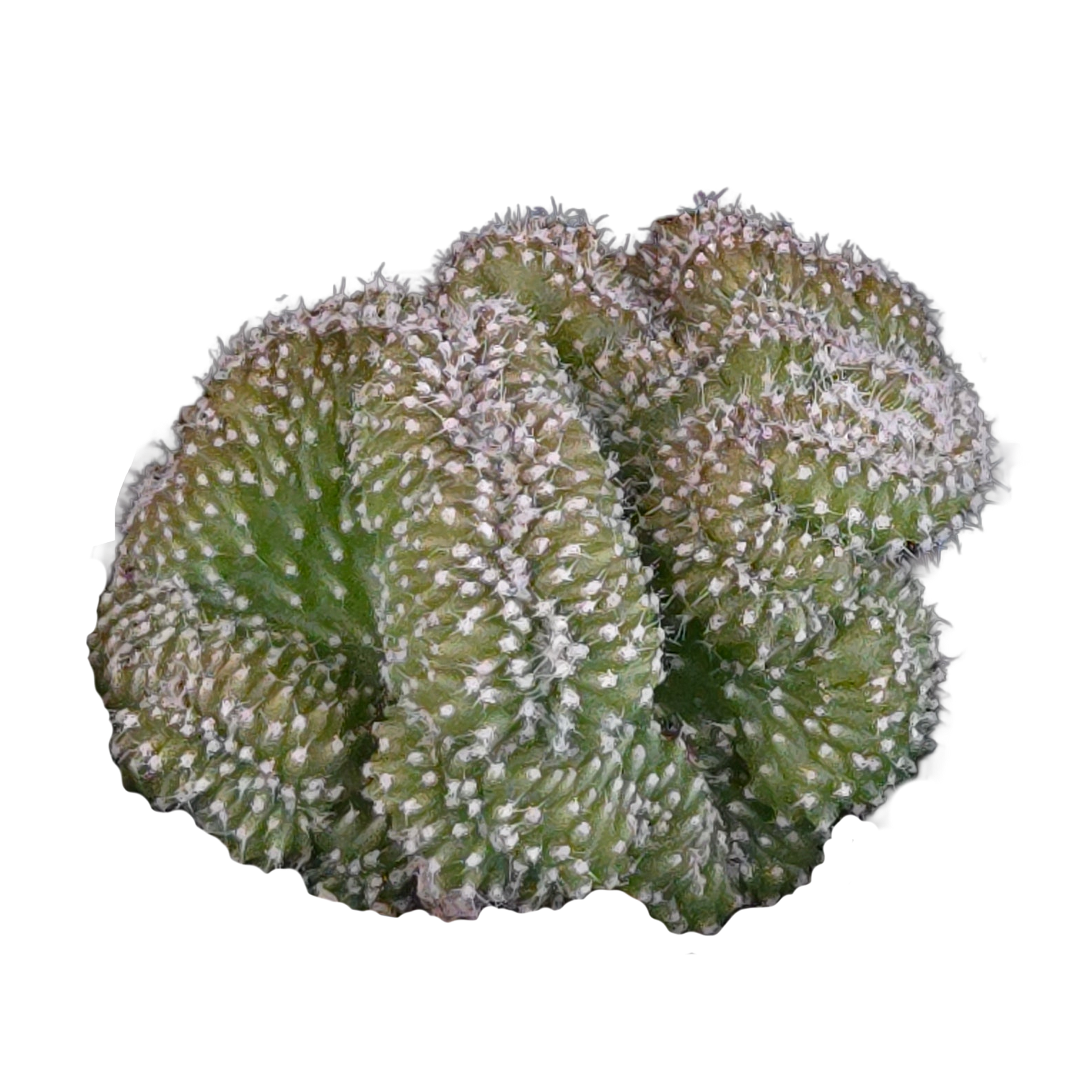 Echinopsis subdenudata f. cristata ‘Tight Crest’