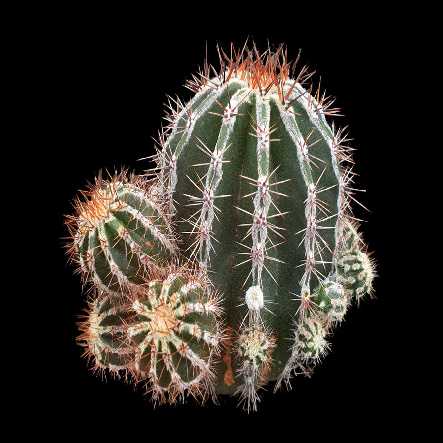 Echinopsis 'Haku-jo'