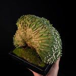 Echinopsis subdenudata f. cristata – Monumental Specimen (syn. subdenudatus) - One Off Specials