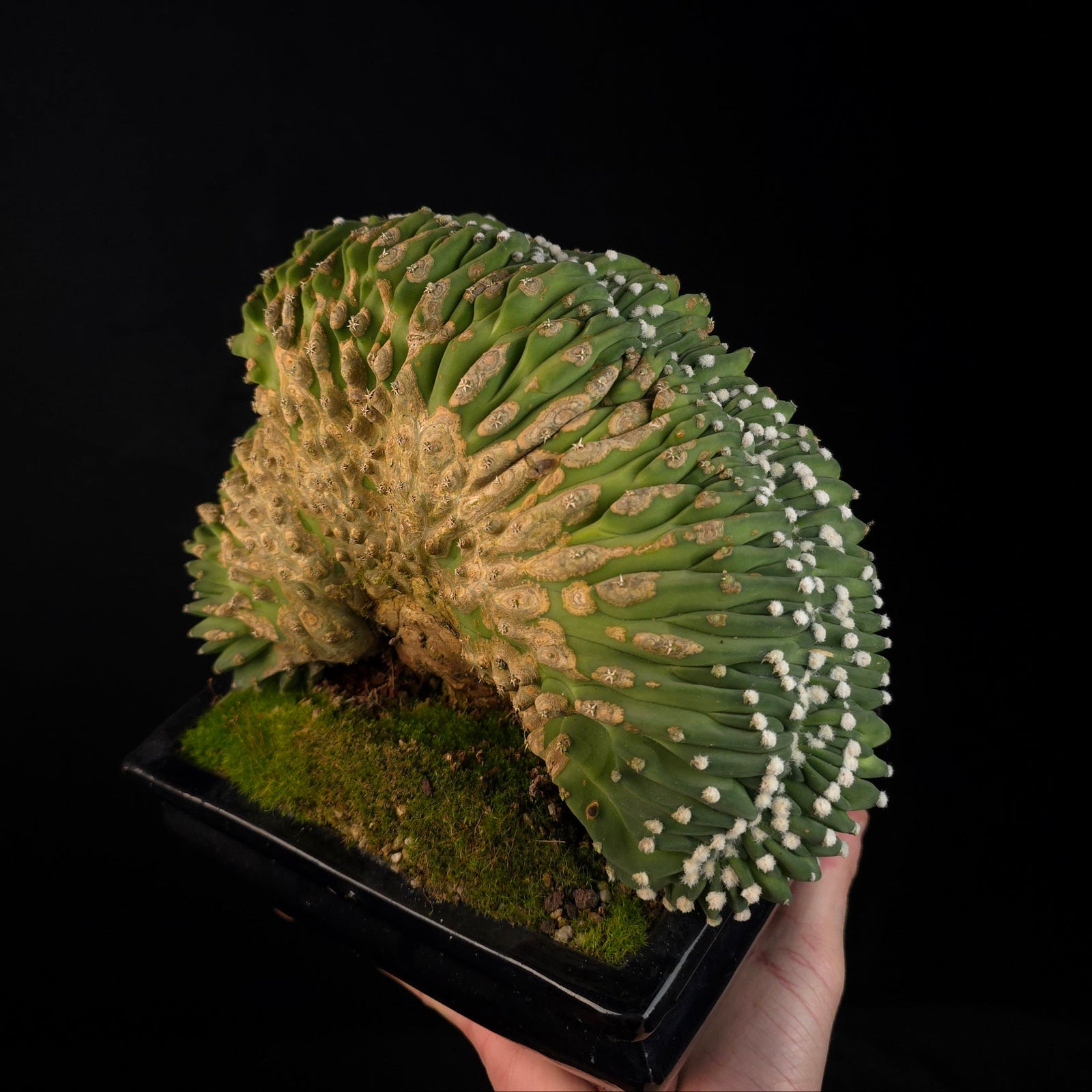Echinopsis subdenudata f. cristata – Monumental Specimen (syn. subdenudatus) - One Off Specials