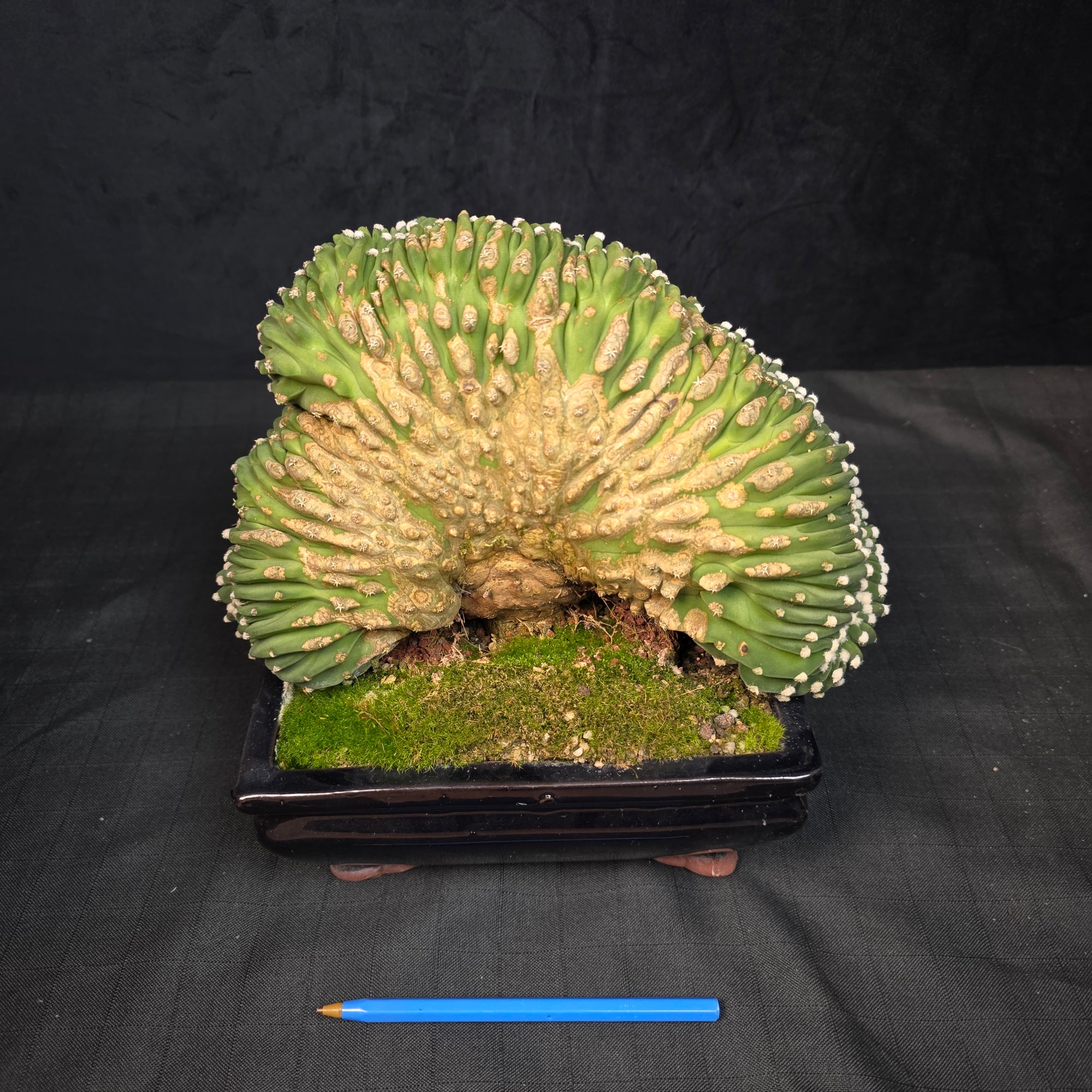 Echinopsis subdenudata f. cristata – Monumental Specimen (syn. subdenudatus) - One Off Specials