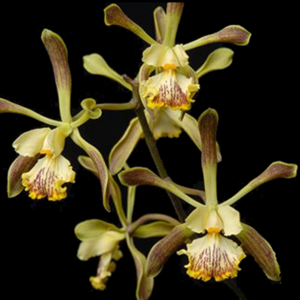 Encyclia belizensis