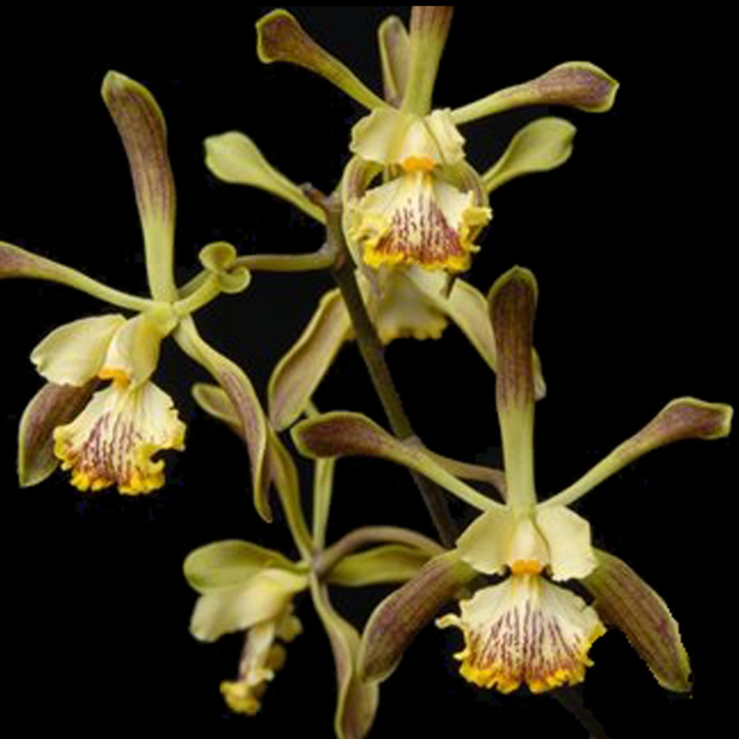 Encyclia belizensis – The Elegant Belize Encyclia