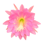 Epiphyllum ‘Pink Perfection’