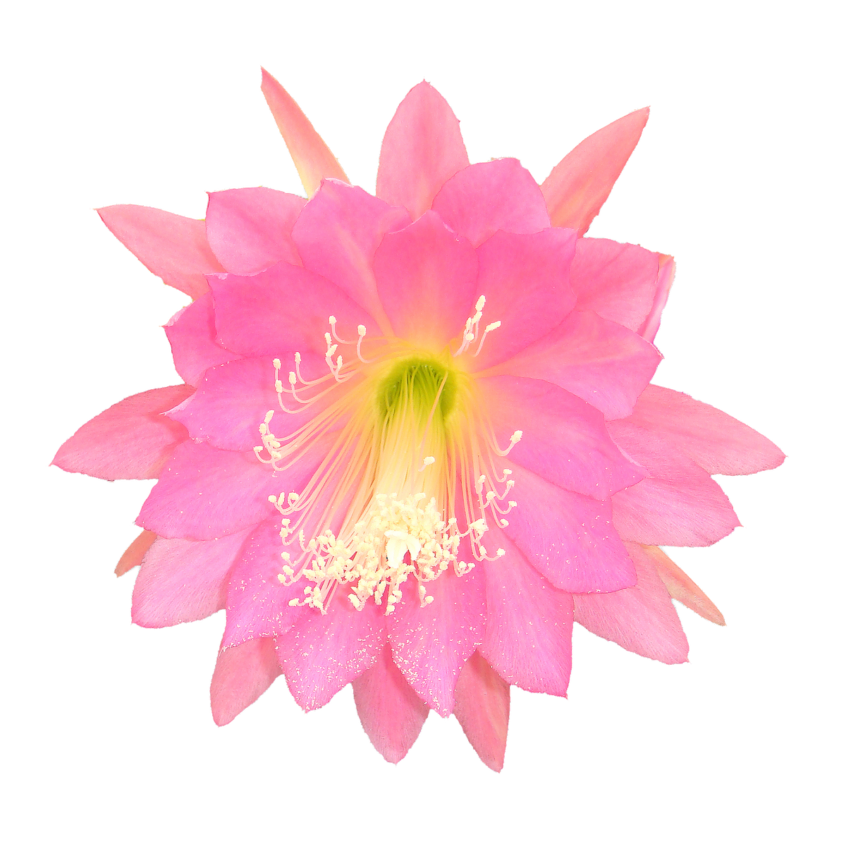 Epiphyllum ‘Pink Perfection’