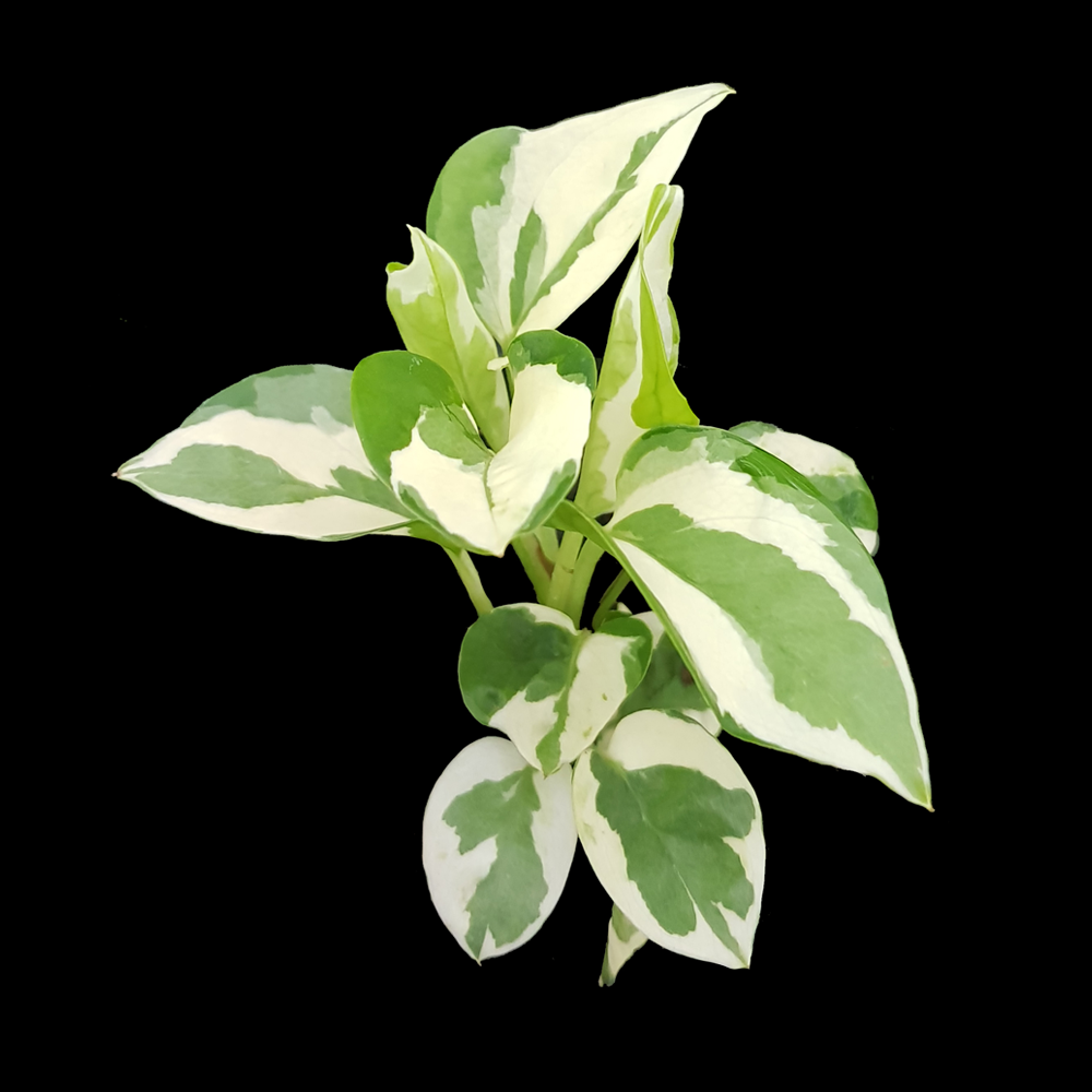 Epipremnum Aureum 'N'Joy'