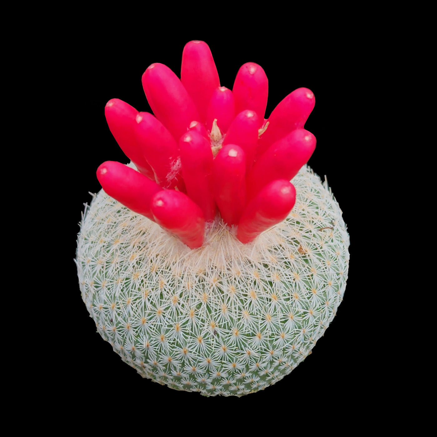 Epithelantha micromeris