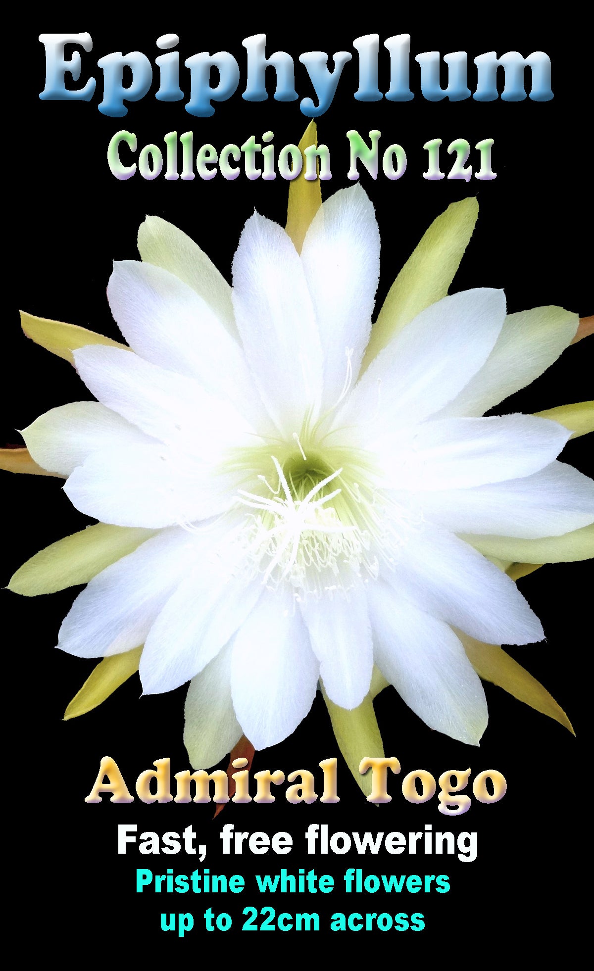 Epiphyllum 'Togo'