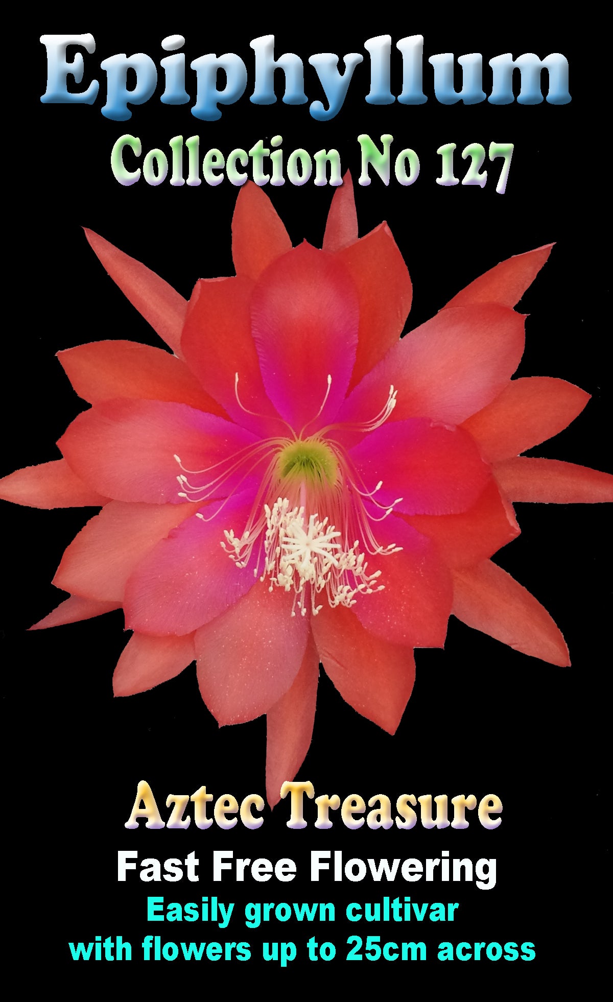 Epiphyllum 'Aztec Treasure' #127