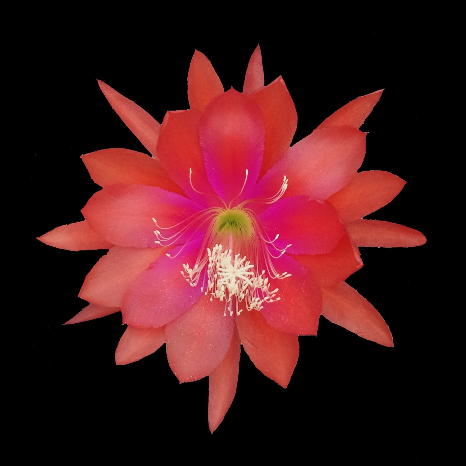 Epiphyllum 'Aztec Treasure' #127