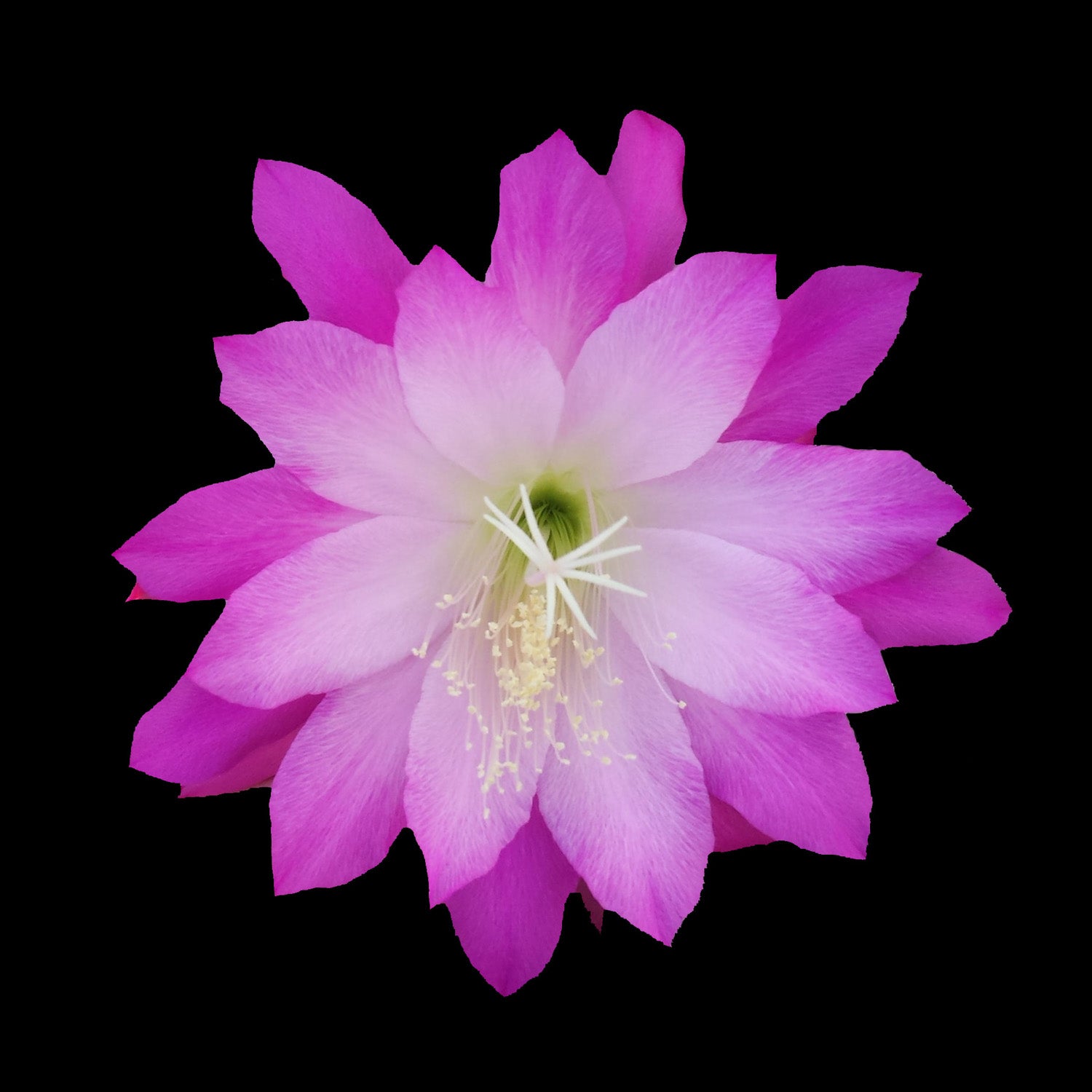 Epiphyllum 'First Romance' #135