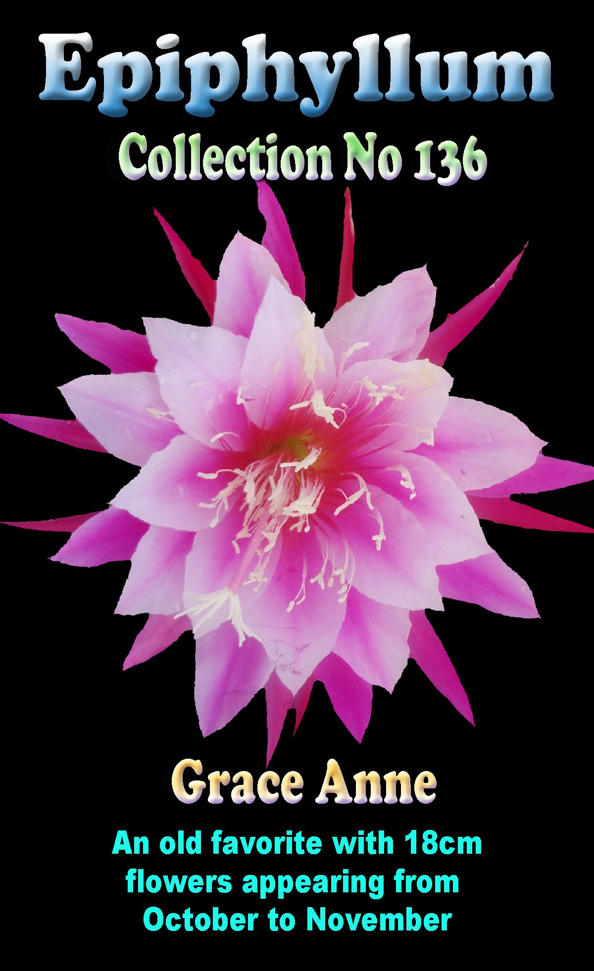 Epiphyllum 'Grace Anne' #136