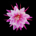 Epiphyllum 'Grace Anne' - The Showstopper Cactus