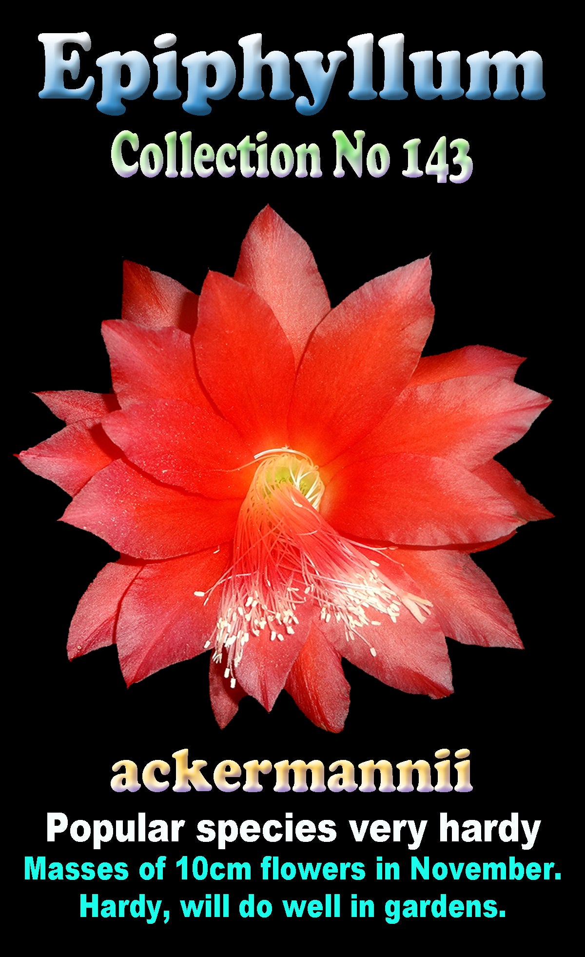 Epiphyllum ackermannii Collection Number 143 identification graphic.