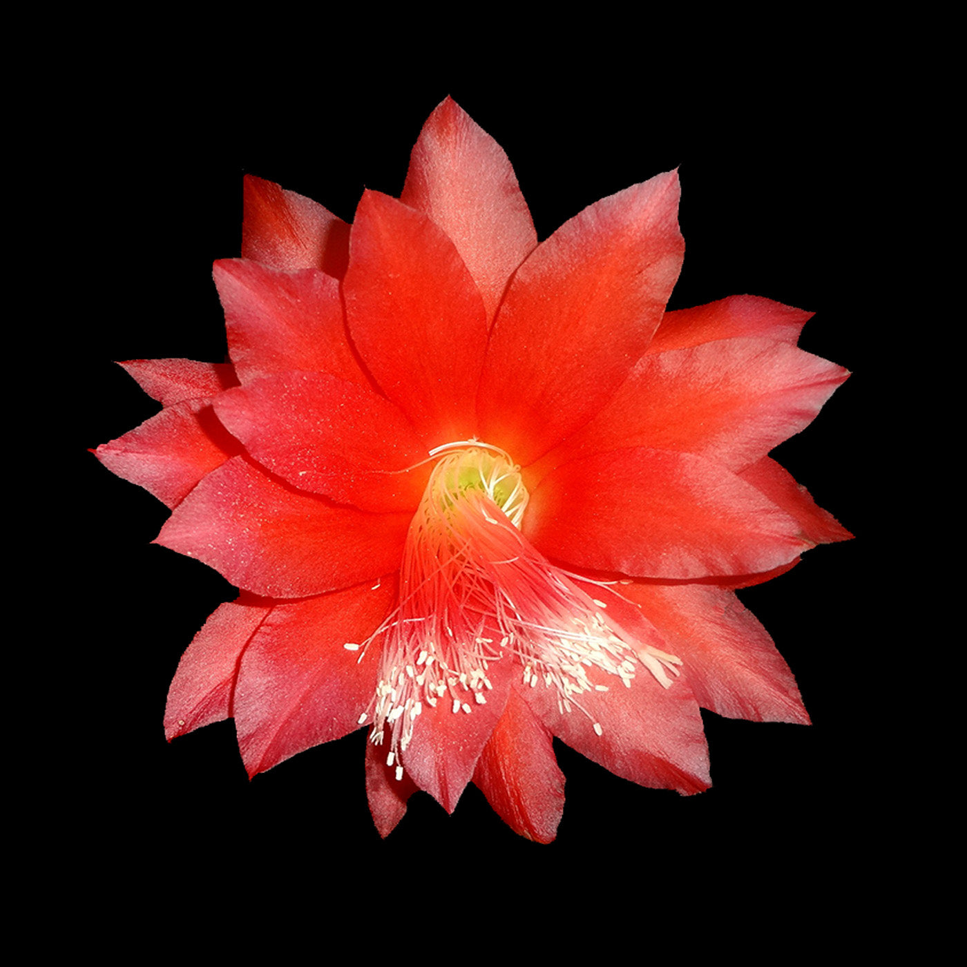 Epiphyllum ackermannii large red flower on black background.