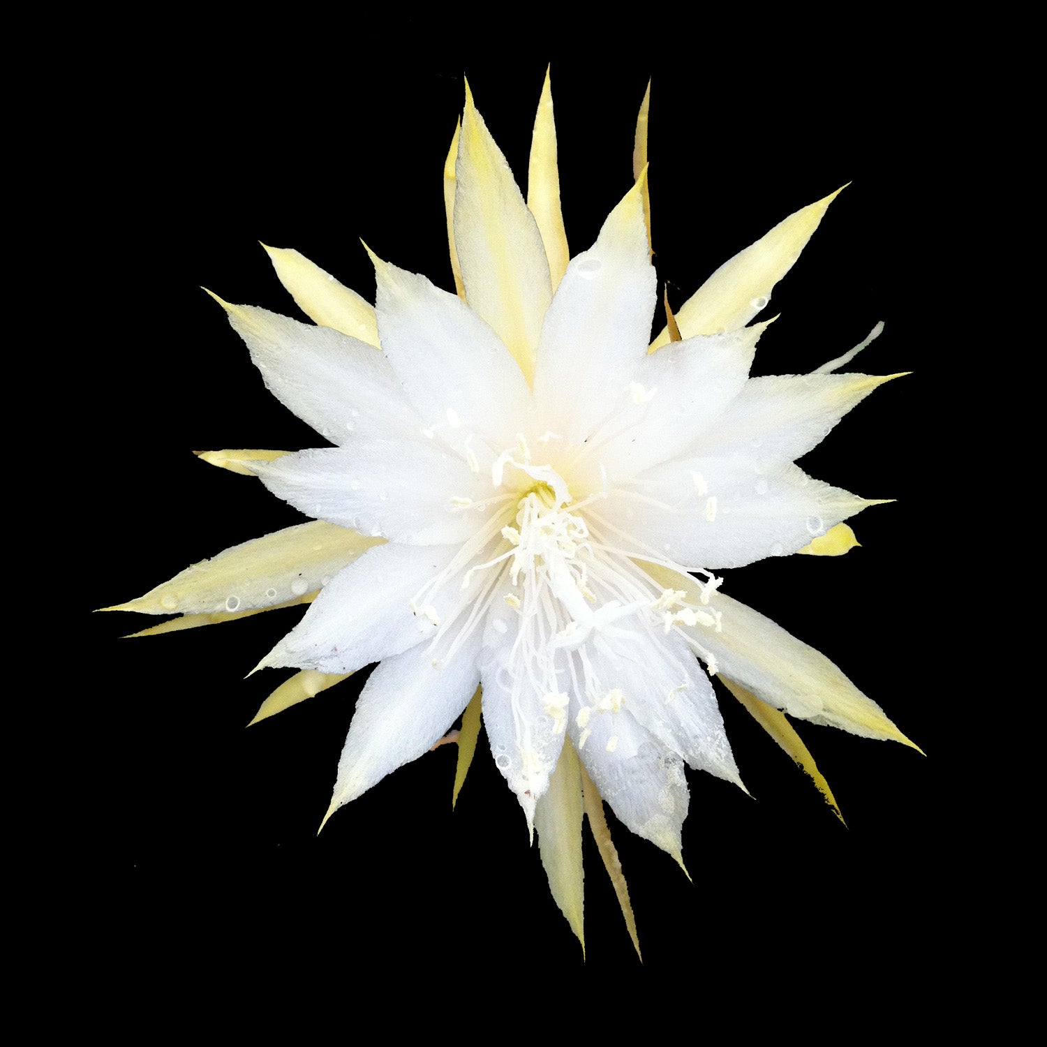 Epiphyllum crenatum species #145