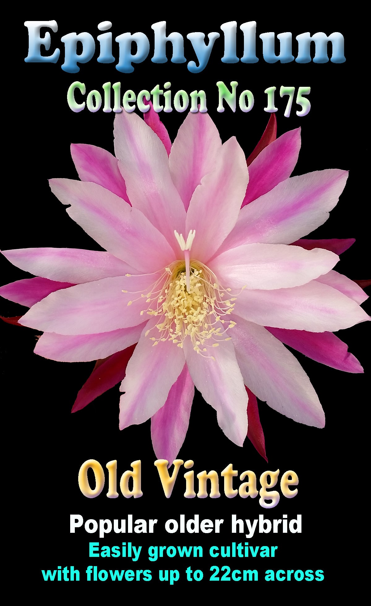 Epiphyllum 'Old Vintage'
