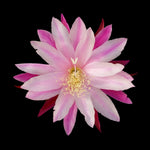 Epiphyllum 'Old Vintage'