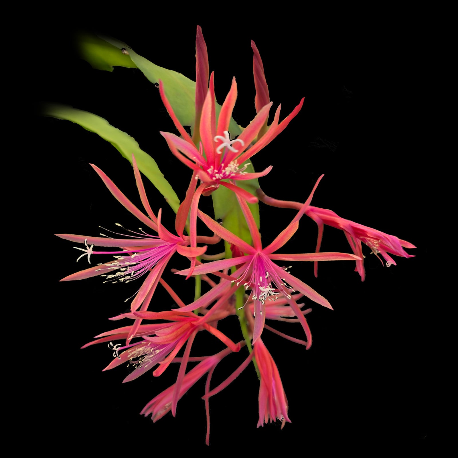 Epiphyllum 'George's Favorite'