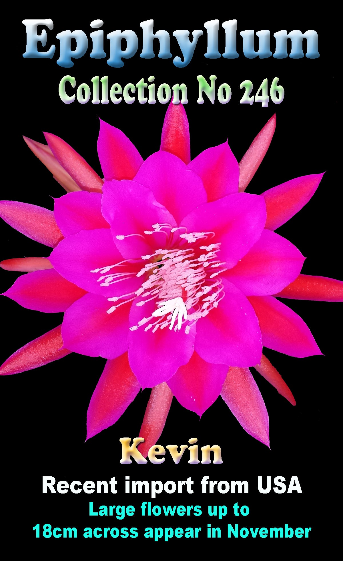 Epiphyllum Kevin #246